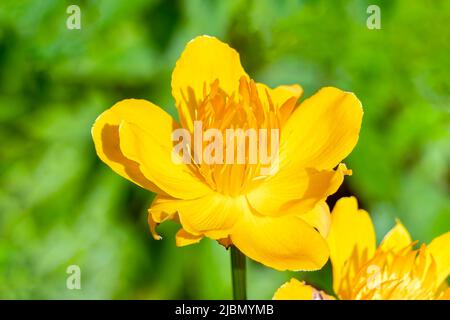 Trollius Chinensis 'Golden Queen' eine im Frühling blühende Sommerpflanze mit einer gelben Sommerblume, die allgemein als Globeflower bekannt ist, Stockfoto Stockfoto