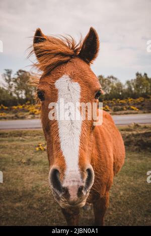 Schönes rotes Pferd Porträt onnature Stockfoto