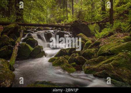 Kleine Ohe Waldbach in den Nationalpark Bayerischer Wald, Bayern, Deutschland, Europa Stockfoto