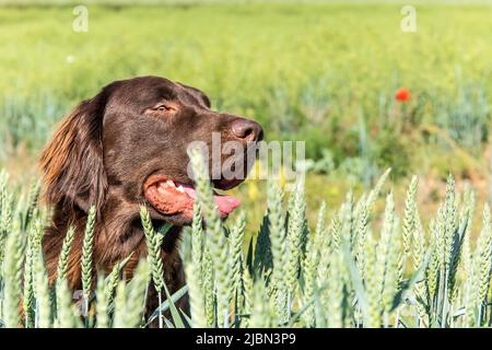 Brauner, flach beschichteter Retriever in einem Weizenfeld. Landwirtschaftliche Landschaft in der Tschechischen Republik. Schöner Jagdhund auf dem Feld. Stockfoto