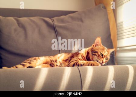 Bengalkatze leckt ihre Pfote auf die Couch. Tonung. Stockfoto