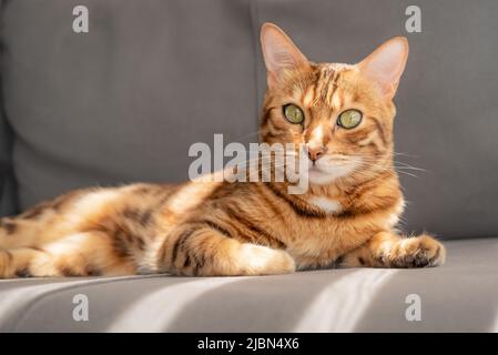 Golden Bengal Katze liegt auf einem grauen Sofa. Nahaufnahme. Stockfoto