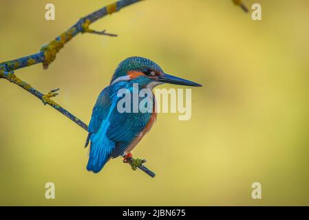 kingfisher thronte auf einem Holzstamm, mit warmen Farben, die nicht im Fokus standen Stockfoto
