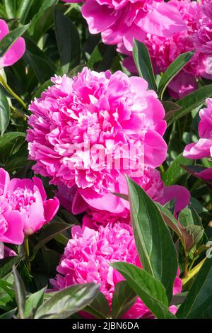 Rosa, Paeonia lactiflora 'Blue Bird', Pfingstrose, Pfingstrosen, in, Garten Stockfoto