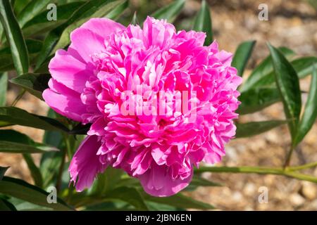 Rosa, Pfingstrose, Paeonia Blue Bird, Paeonia lactiflora, Blume, Blüte, Blütenblätter, Pflanze, Dekorativ, Blüten Stockfoto