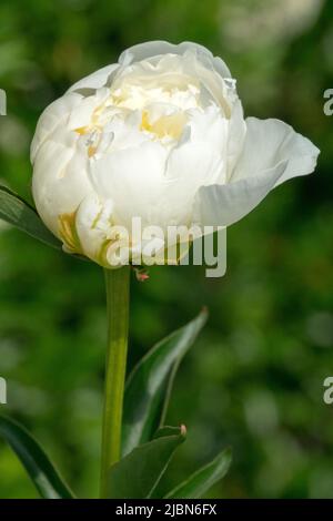 Paeonia „Brides Dream“, Pfingstrose, Bud, Stamm, Blume, Knospende, weiß, Paeonia lactiflora Stockfoto