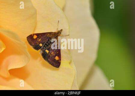 Minze Moth (Pyrausta aurata) auf einer Gartenrose Stockfoto