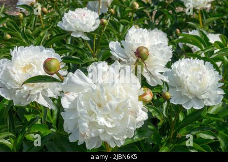 Schön, Weiß, Blumen, In, Garten, Paeonia lactiflora, Blüten, attraktiv, Pfingstrose, blühende Pfingstrose 'Lady Darmouth' Stockfoto