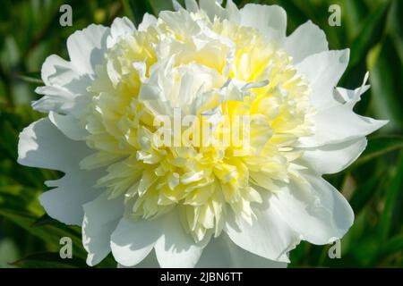 Weiße Blume mit einem Hauch von Gelb in der Mitte Paeonia lactiflora 'Sulphurea', weiße Pfingstrose Chinesische Pfingstrose weiß Stockfoto