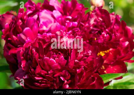 Paeonia lactiflora 'Peter Brand', tief, rote Blume, Pfingstrose, Blüte, Duftend, Paeonia lactiflora Stockfoto