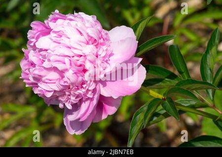 Rosa, Schönheit, Blüte, Paeonia lactiflora, Single, Blume, Pfingstrose „Lady Anna“ Stockfoto
