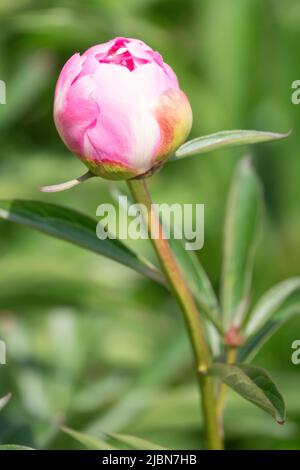 Bud Paeonia lactiflora, Pfingstrosenknospe, Porträt der Blüte, die grüner Hintergrund ist Pfingstrose 'Claire Dubois' Stockfoto