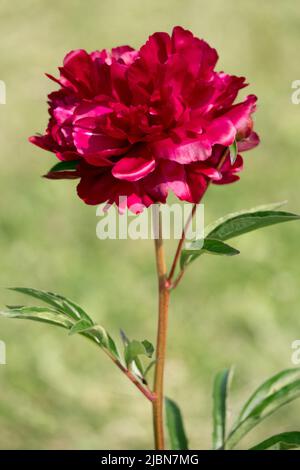 Porträt einer roten Einzelblume auf dem Stamm Pfingstrose „Cherry Hill“, Paeonia lactiflora, rote Schönheit Einzelblume Pfingstrose Einzelgänger Stockfoto