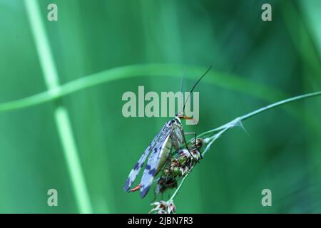 Gemeine Skorpionfliege, die auf einem Grasblatt sitzt Stockfoto