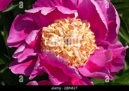Lila einzelne Blume Pfingstrose 'Akashigata' schöne Blüte Stockfoto