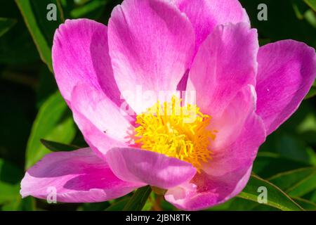 Rosa Blume Paeonia lactiflora 'Venise' Rosa Pfingstrose mit gelbem Zentrum Stockfoto