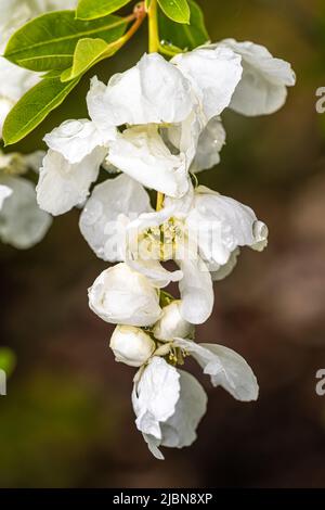 Blumen von ‘The Bride’ Pearlbush Exochorda x Macrantha Stockfoto