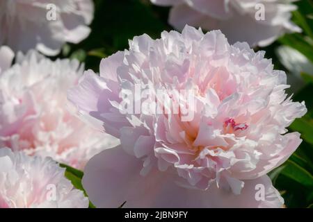 Chinesische Pfingstrose Rose große duftende weiße Blüten mit einem Hauch von rosa Rose Paeonia lactiflora 'Immaculee' Pfingstrosen Blüten Stockfoto