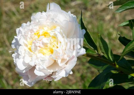 Schön, Single, Blume, Weiß, Paeonia lactiflora 'to Kalon', Pfingstrose, Blüte, Weiße Pfingstrose Stockfoto