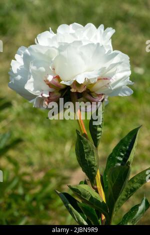 Schönheit, Weiß, Blume, Auf, Stängel, Paeonia lactiflora, Pfingstrose, Porträt, Pfingstrose Blüte „Boule de Neige“ Weiße Pfingstrose Blüte auf Grün Stockfoto