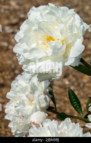 Attraktiv, schön, Paeonia lactiflora, weiß, Paeonia, weiße Pfingstrose, weiße Paeonia Porträt zwei Blumen Pfingstrosen „Boule de Neige“ Stockfoto