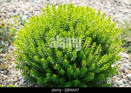 Hebe 'McKean', Gattung Veronica cupressoides, Hebe 'Emerald Gem', Dekorativ, Sträucher in, Garten, Pflanze Stockfoto