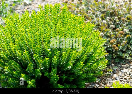 Hebe 'McKean', Gattung Veronica cupressoides, Hebe 'Emerald Juwel', Dekorativ, Sträucher in, Garten, Anlage Stockfoto