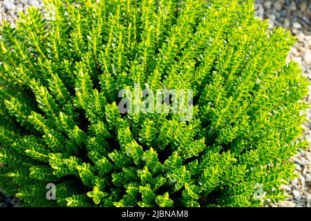 Hebe „McKean“, Gattung Veronica cupressoides, Hebe „Emerald Juwel“, dekorativ, Shrub in, Garten, Plant Hebe, Milmont Emerald, Evergreen Stockfoto