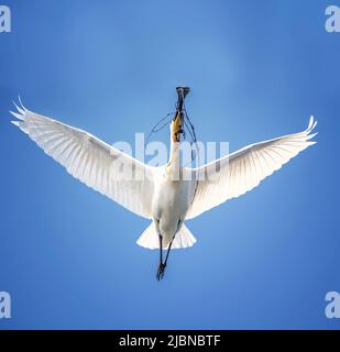 Der eurasische Löffelschnabel Platalea leucorodia landet mit Zweigen, wenn er ein Nest baut, das beste Foto. Stockfoto