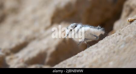 Charadrius dubius niedlich Küken laufen und auf der Suche nach Nahrung., das beste Foto. Stockfoto