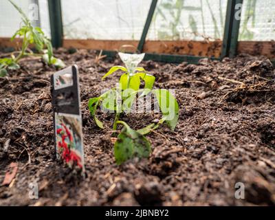 Rote Pfeffer-Sämlinge in einem Gewächshaus. Gewächshaus-Setzlinge. Stockfoto