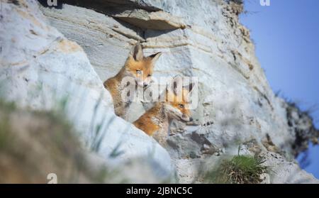 Der niedliche Fuchs Vulpes vulpes Junge ist aus dem Bau geklettert und schaut sich um, das beste Foto. Stockfoto