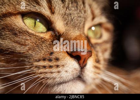 Nahaufnahme eines Katzenportraits mit Makro auf der Nase und Schnurrhaaren. Brauner gestromter Katzenkopf aus nächster Nähe beim Sonnenlicht. Stockfoto