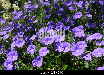 Convolvulus sabatius oder blauer Felsenbauch Stockfoto