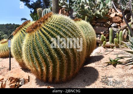 Echinocactus grusonii Care, Cactaceae. goldener Fass-Kaktus Stockfoto