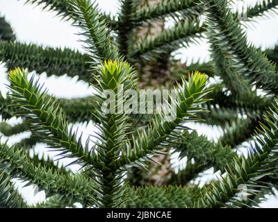 Chilenische Araukaria, auch Andenfir genannt, chilenische Fichte, Schlangenbaum, Felsenfichte, Affenschwanz, chilenische Zierfichte oder Puzzle-Affenbaum. Stockfoto