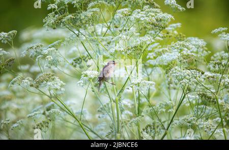 Acrocephalus schoenobaenus singt auf einer weiß blühenden Pflanze am Ufer des Teiches, das beste Foto. Stockfoto