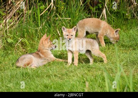Drei junge Kojote-Welpen im Gras an einem Frühlingstag Stockfoto