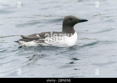 Gemeine Murre, Uria aalge, Single adult schwimmen auf See, Shiant Islands, Schottland,, Vereinigtes Königreich, 28. Mai 2022 Stockfoto