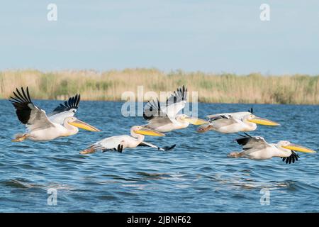 Großer weißer Pelikan, Pelecanus onocrotalus, Vogelgruppe, die über Wasser fliegt, Donaudelta, Rumänien, 27. April 2022 Stockfoto