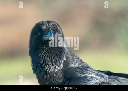 nördlicher Rabe, Corvis Corax, Nahaufnahme des Kopfes eines einzelnen Erwachsenen, Donaudelta, Rumänien Stockfoto