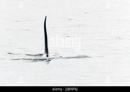 Orca oder Killerwal, Orcinus Orca, alleinerwachsener Mann, der im Meer vor Lochmaddy schwimmt, Schottland, Vereinigtes Königreich, 28. Mai 2022 Stockfoto