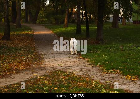 Ziege auf der Natur Herbst Hintergrund. Neugierige glückliche Ziege grasen auf einem grünen Rasen. PET-Symbol des Jahres in der chinesischen Kalenderzyklik. Stockfoto