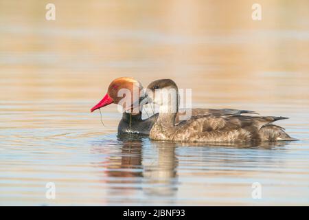 Red-Crested Pochard, Netta rufina, zwei Erwachsene schwimmen auf dem Wasser, Donaudelta, Rumänien, 24. April 2022 Stockfoto