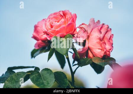 Schöne Rosen in einem Park gegen blauen Himmel am Morgen. Natur- und Sommerkonzept Stockfoto