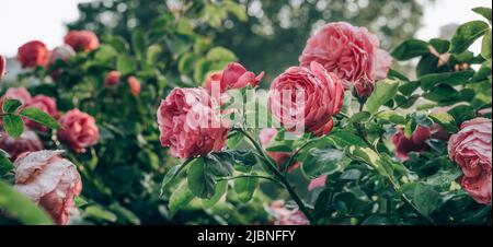 Schöne rote Rosen in einem Park während der Morgenstunden. Wiener Rosengarten. Langes Banner Stockfoto