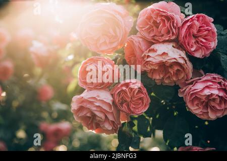 Wunderschöne rosa Rosen in den frühen Morgenstunden im Wiener Hofburg Garten. Natürliche Aufnahme mit Hintergrundbeleuchtung. Natur, Sommer, Reisekonzept. Gartenarbeit Stockfoto