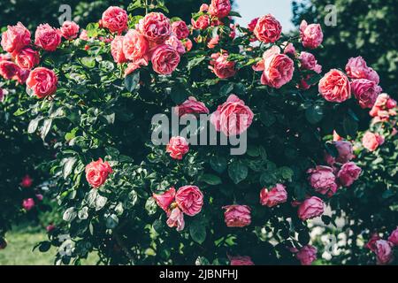 Schöner Rosenbusch in einem Wiener Park. Sommer floralen Hintergrund Stockfoto