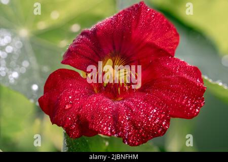 Nasturtium-Nahaufnahme einzelne Blume auf natürlichem grünen Hintergrund. Makroaufnahme. Essbare Blüten. Naturkonzept Stockfoto