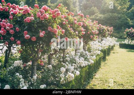 Schöne Rosen in der Wiener Hofburg Volksgarten. Frühe Morgenstunden. Konzept für Naturreisen Stockfoto